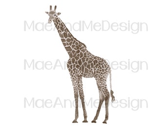 Giraffe Zeichnung, Aquarell Giraffe, Handzeichnung, PNG