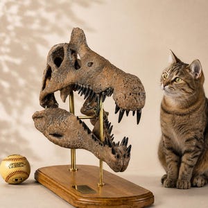 Big & Museum Quality Spinosaurus Skull Replica: Chestnut Wood Base, Museum Grade Details and Christmas Gift For Dinosaur Lovers