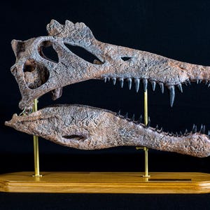 Réplica de cráneo de Spinosaurus de gran tamaño y calidad de museo: base de madera de castaño, detalles de calidad de museo y regalo de Navidad para amantes de los dinosaurios.