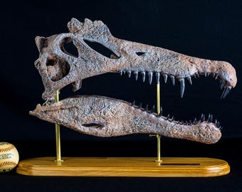 手作りプシッタコサウルスの頭蓋骨レプリカ：博物館品質の恐竜ギフト