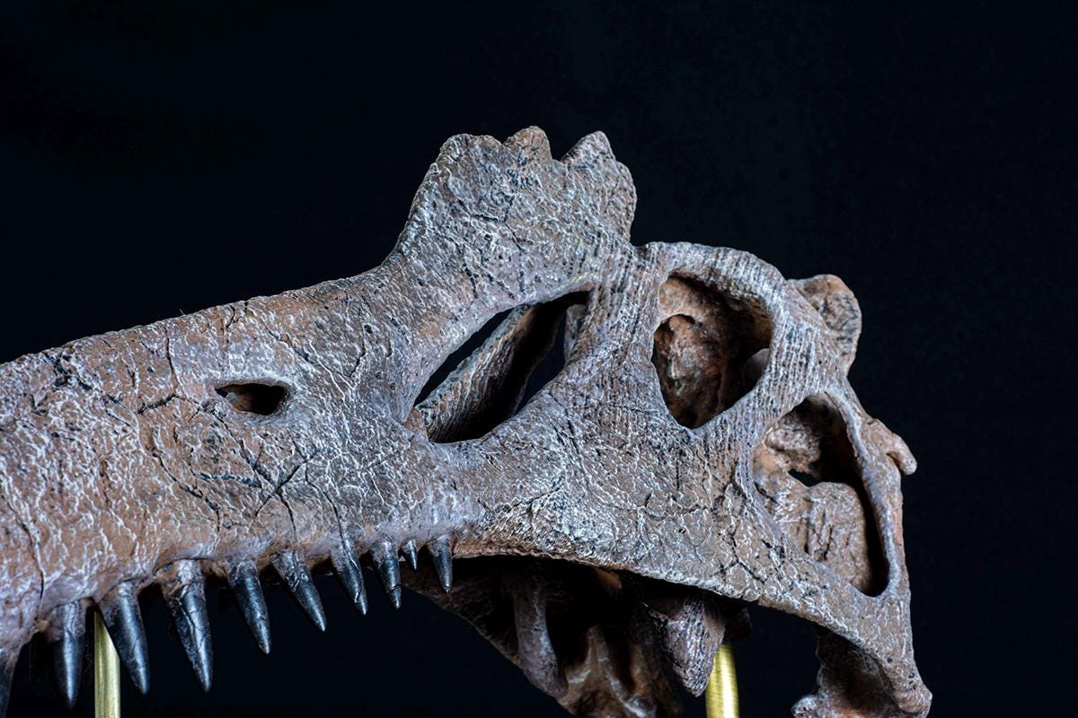 大型で博物館級のスピノサウルスの頭蓋骨レプリカ：栗材の台座、博物館