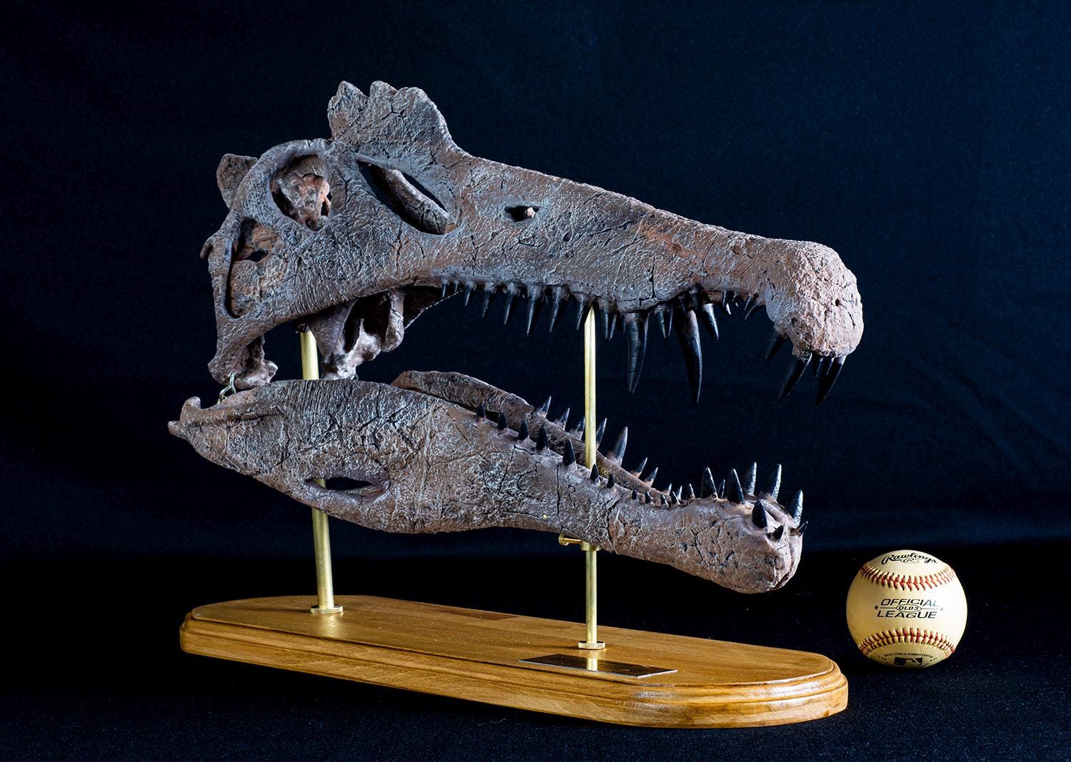 大型で博物館級のスピノサウルスの頭蓋骨レプリカ：栗材の台座、博物館