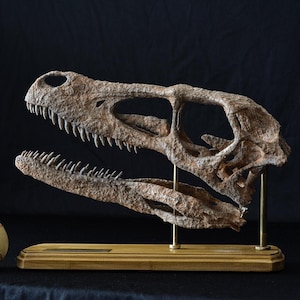 Velociraptor Skull Replica – Museum-Quality Fossil Model