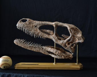 手作りプシッタコサウルスの頭蓋骨レプリカ：博物館品質の恐竜ギフト