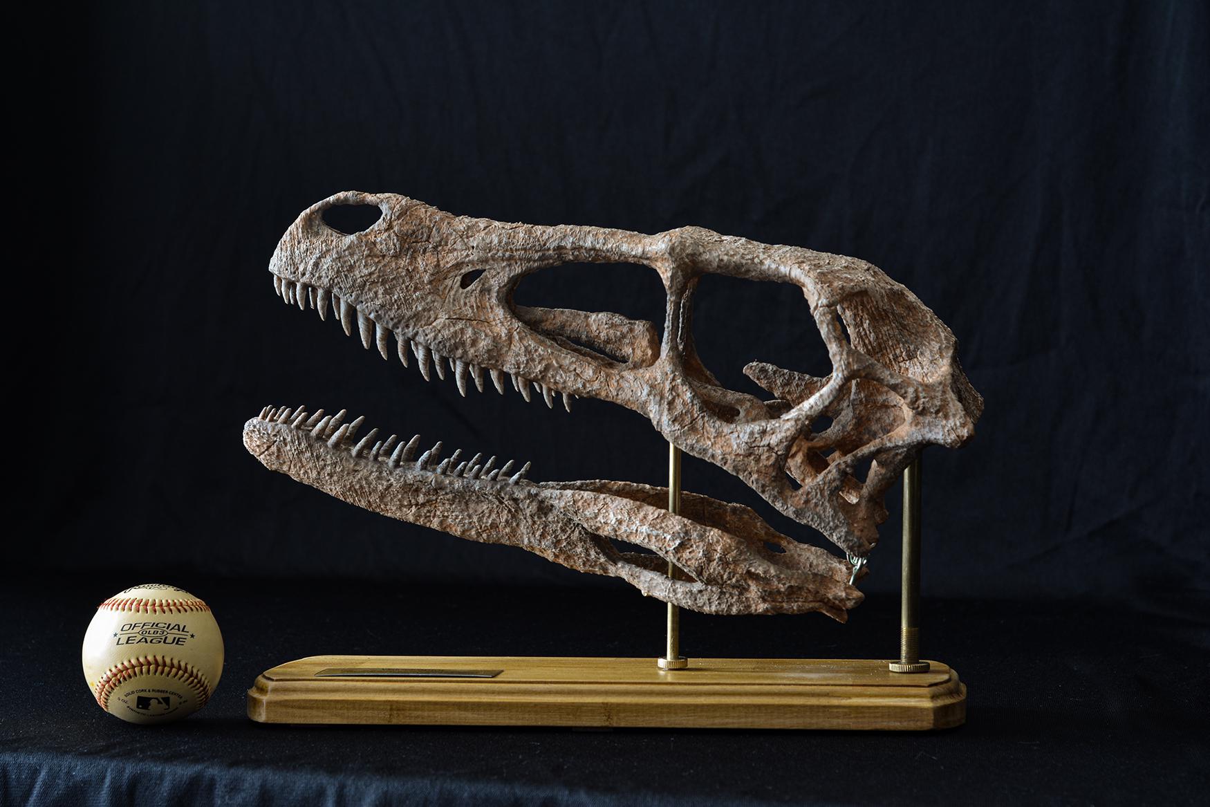 Spinosaurus skull - Etsy 日本