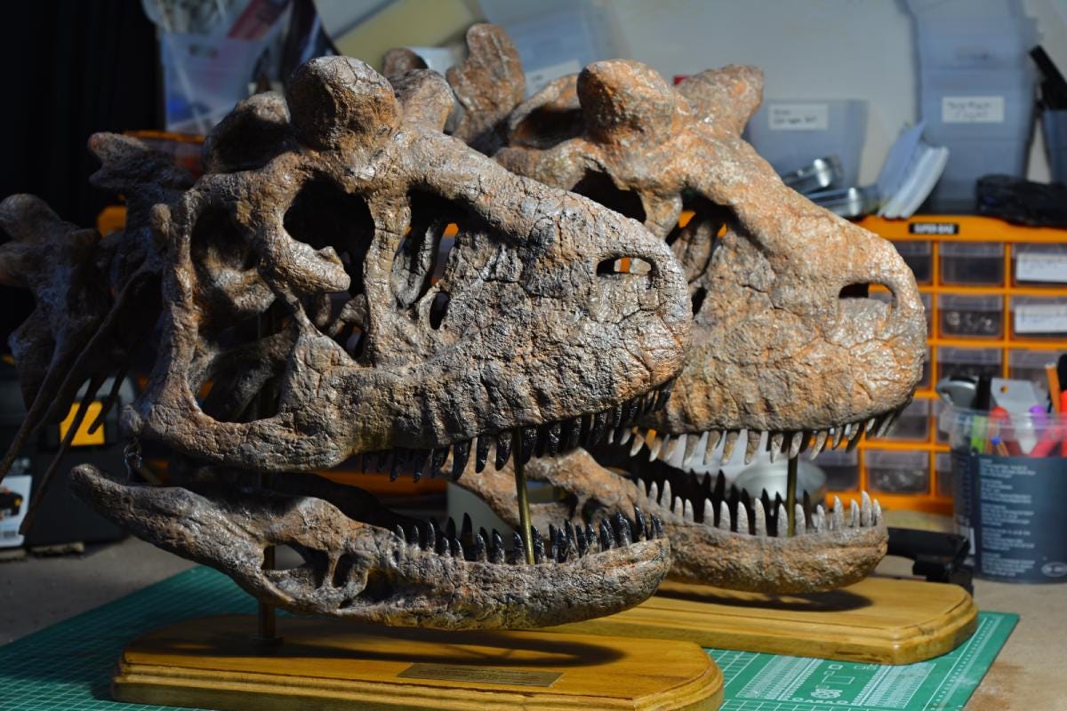 カルノタウルスの頭蓋骨レプリカ：脊椎骨付き博物館級恐竜化石 - Etsy 日本