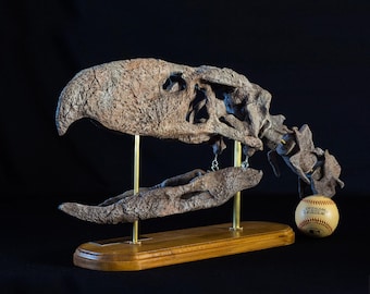 Museum Grade Terror Bird Skull: Andalgalornis Steulleti Replica, High Details, Christmas Gift
