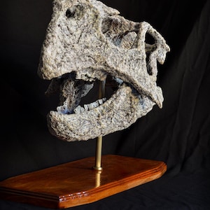 Museum Quality Psittacosaurus Skull Replica Made From Real Fossil Scans - Dinosaur Gift, Handmade, Trex, Spinosaurus,