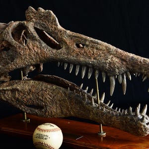Museum-Quality Spinosaurus Skull Replica – Handcrafted, Made According To Real 3d Scans, Museum Quality, Dinosaur, Dinosaur Gift