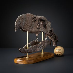 May include: A detailed, brown dinosaur skull replica, mounted on brass rods and a wooden base. A baseball is placed next to the skull for size comparison. The skull has a prominent beak and intricate bone structure.