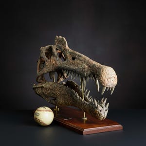 スピノサウルス・エジプティアクスの恐竜の頭蓋骨のレプリカ（恐竜の