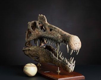 バリオニクス恐竜の頭蓋骨 1:2 スケール 50 cm 長さ 化石レプリカ