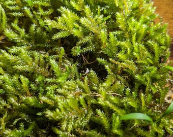 American Tree Moss (Climacium dendroides)