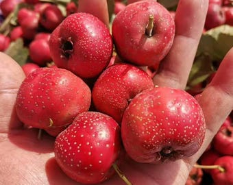Giant Star  Hawthorn 大五棱山楂, Grafted Fruit Tree Bare-root, Extra Large Red Hawthorn, Premium Large Sweet Hawthorn, Mild Acid