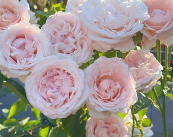 Rare Rose 'Huanpei' 环佩 Shrub Rose, 2-3gal Live Plant, Strong Fragrance, Large Bloom, Heat Tolerant, Repeat Blooming Garden Rose Pink