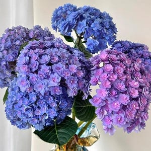 May include: A bouquet of vibrant blue and purple hydrangea flowers in a decorative glass vase. The flowers have a layered petal structure and are in full bloom. The vase has a yellow and blue color scheme.