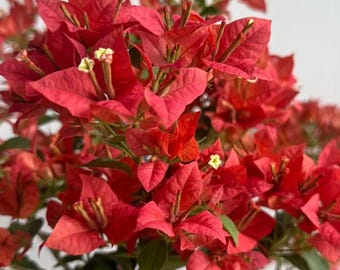 Rare Bougainvillea - Brezza Red 布里扎 - 2 Gal Live Plant - Burgundy Red Orange Compact Dwarf Bougainvillea - Prolific Bloomer