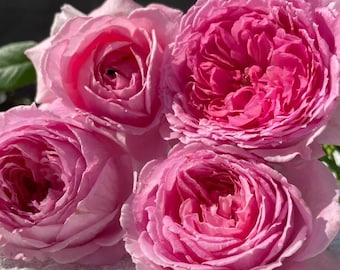 Rare Rose【Xianji】仙姬, 2-3gal Live Plant, Shrub rose, Tianlang Rose, heat resistant, medium fragrance