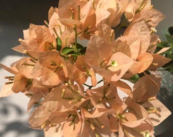 Rare Bougainvillea - Mona Lisa Tea 蒙娜丽莎茶 - 2 Gal Live Plant - Apricot Cream Peach Variety