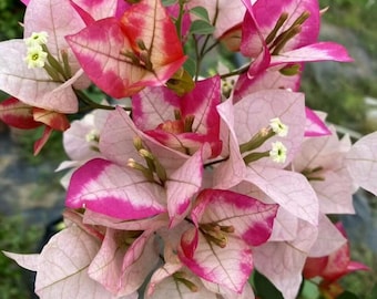 Rare Bougainvillea 'Marilda' 玛丽达, 2-3gal Live Plant, Multicolor Pink Purple White Yellow Vine Plant, Color Changing, Fast-Growing, Easy Care