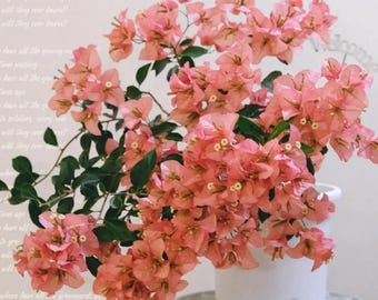 Rare Bougainvillea - Kayata 卡亚塔 - 2 Gal Live Plant - Coral Pink Peach Variety