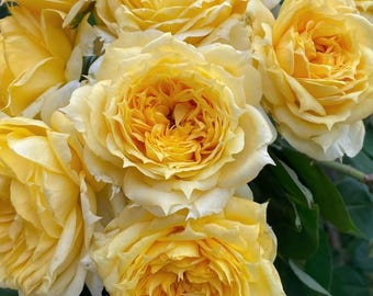 Rare Rose【Sunny Antike】, Shrub Rose (阳光古董), 2-3gal Live Plant, Strong Fragrant Rose, Rose for Cutting, Large Bloom Rose, Floribunda rose