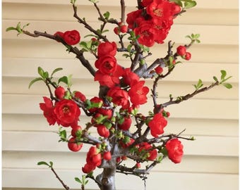 Japanese Flowering Quince 'Chojukan' 长寿冠, 2-3gal Live Plant, Quince Bonsai, Chaenomeles speciosa, Chaenomeles x superba, Red, Compact Growth