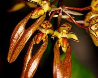 Bulbophyllum longibrachiatu, Cutting, Red-Backed Leaves, Orchid Red