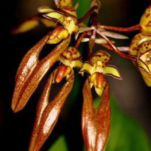 Bulbophyllum longibrachiatu, Cutting, Red-Backed Leaves, Orchid Red