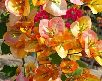 Rare Bougainvillea 'Phoenix' 凤凰, 2-3gal Live Plant, vine plant, Orange Yellow Red Pink&White Blooms, color changing, Fast-Growing, Easy Care
