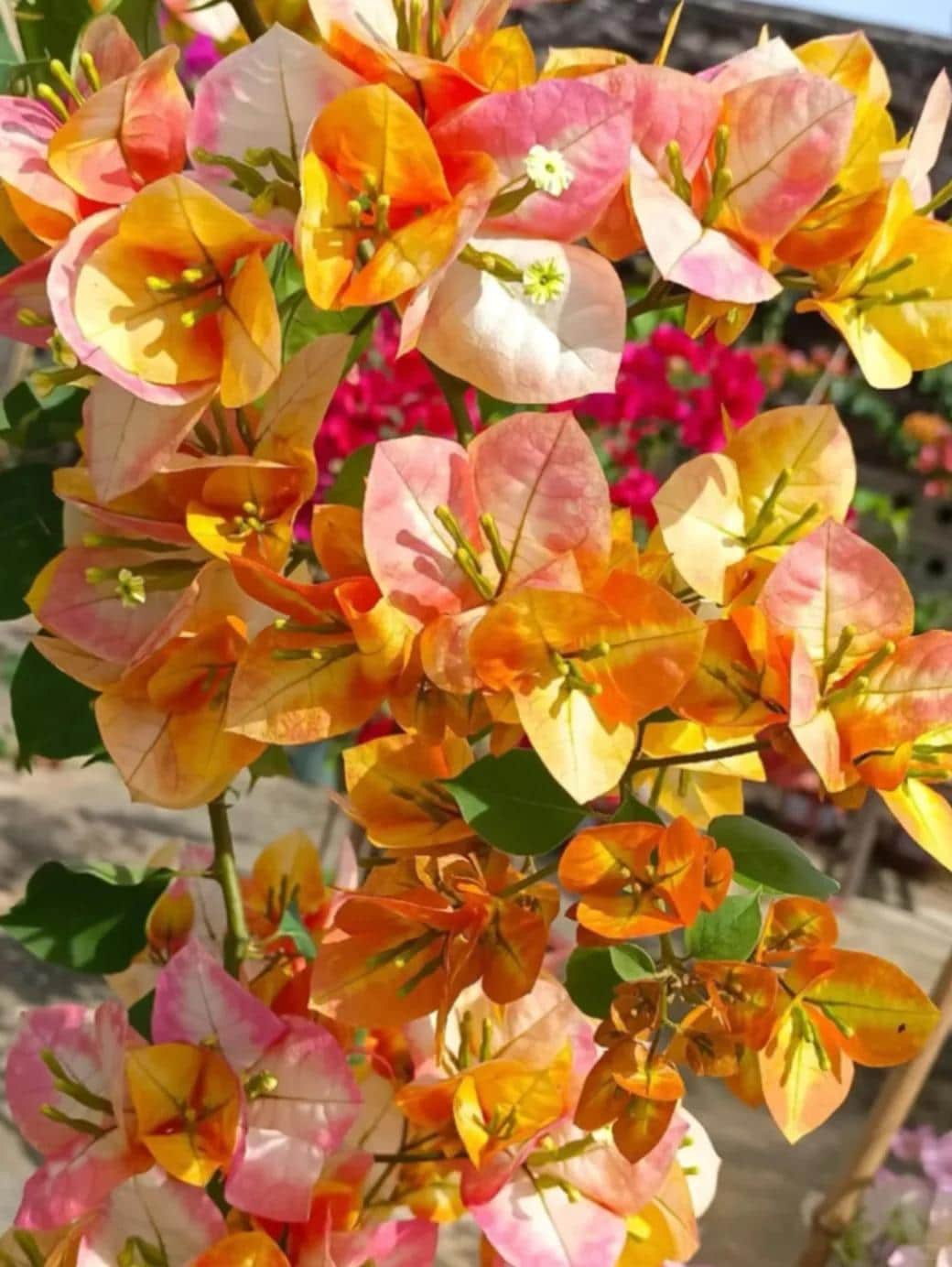 Yellow Bougainvillea - Etsy