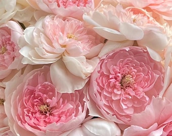 Rare Rose 'Jiashu' 家书 Shrub Rose, 2-3gal Live Plant, Shrub Rose, Tianlang Rose 天狼, Large Blooms, Heat Tolerant, Myrrh Fragrance