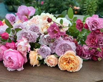 Rose Mystery plants: 6 Roses | Choose 1 Rose + 5 Mystery Roses, 2-5 gallon size for Mystery | 1 gallon for Starter Mystery