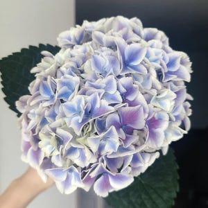 May include: A close-up of a hydrangea flower head with blue, purple, and white petals. The flower is in full bloom, with a dense cluster of petals. A large green leaf is visible on the left side of the image.