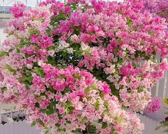 Rare Bougainvillea 'Makris' 漳红樱, 2-3gal Live Plant, Multicolor Bicolor Pink White Vine Plant, Color Changing Fast-Growing Easy Care