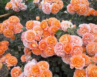 Rare Rose 'Juicy Terrazza' 果汁阳台 Shrub Rose, 2-3gal Live Plant, Balcony Rose, Color Changing, Disease Resistant, Heavy Bloom, Orange Pink