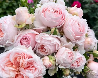 Mon Coeur 我的心モン クゥール Fragrance. Japanese Rose Continue