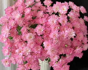 Rare Rose【Star Cute】,  Rose (天荷繁星), 2-3gal Live Plant, Shrub Rose, Miniature Rose, Compact, Lotus Shaped Blooms, VERY Heavy Bloom!!