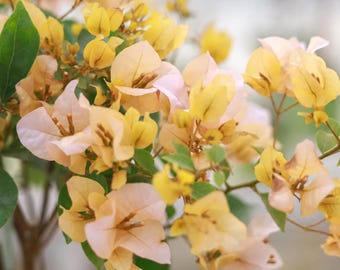 Rare Bougainvillea - Huangnvlang 黄女郎 - 2 Gal Live Plant - Yellow Cream Bougainvillea - Prolific Bloomer