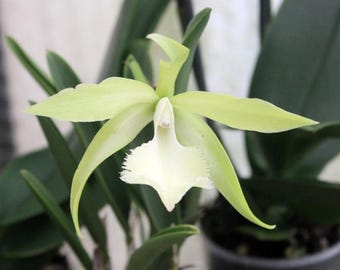 Rhynchovola Jimminey Cricket (B. nodosa × Rl. digbyana), Fragrant, Blooming size, Yellow White Flower, Hybrid Orchid - Live Plant