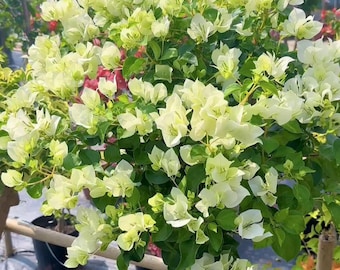 Rare Bougainvillea - Green Apple 青苹果 - 2 Gal Live Plant - Creamy Green White Pink Color-Changing Bougainvillea - Prolific Bloomer