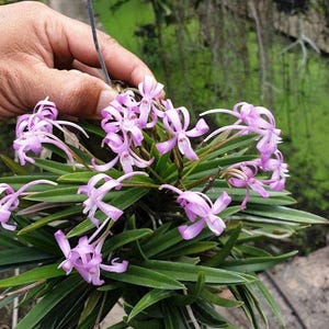 Neofinetia falcata x Van. Charm &#39;Fujihime&#39; 藤姫, Fragrant orchid, Miniature orchid, Blooming Size, Hybrid Orchid - Live plant Pink flower