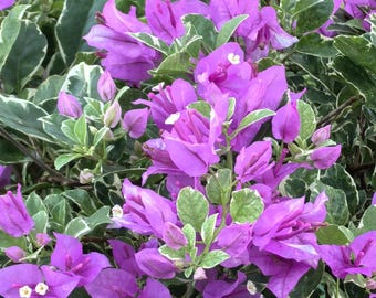 Rare Bougainvillea - Marlu Variegated 冰激凌/银边雪紫 - 2 Gal Live Plant - White Purple Bicolor Variegated Bougainvillea, variegated leaf silver