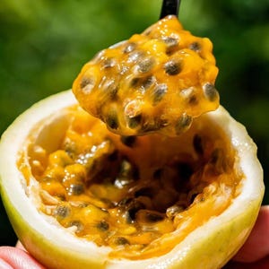 May include: A halved passion fruit with a spoon scooping out the pulp. The fruit's rind is pale yellow-green, and the interior is filled with yellow pulp and black seeds. The spoon holds a portion of the fruit's pulp, showcasing its texture.