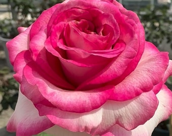 Rare Rose 'Bella Vita' 贝拉维塔 Popular Rose, 3-5gal Live Plant, Shrub Rose, Bicolor Cut Flower Rose, Deep Cup Form, Long Vase Life,
