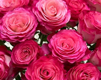 Rare Rose 'Carmen', Shrub Rose (卡门), 3-5gal Live Plant, Cut Flower Rose, Big Flower