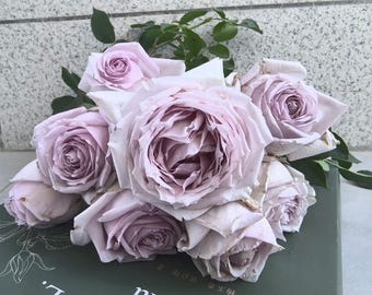 Rare Rose 'Chengkong' 澄空 Shrub Rose, 2-3gal Live Plant, Cut flower rose, lavender purple, cluster blooming, light lemon fragrance