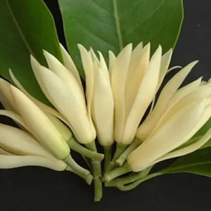 White Fragrant Himalayan Champaca (Michelia champaca &#39;Alba&#39;) VERY Fragrant!! 5 Gallon, 2-3 Feet, White Blooming Fowers, Live Plant