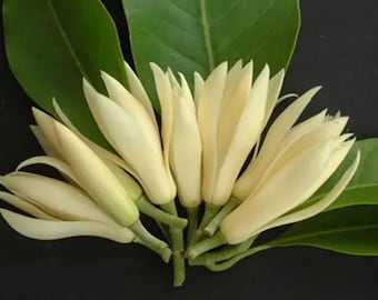 White Fragrant Himalayan Champaca (Michelia champaca 'Alba') VERY Fragrant!! 7 Gallon, White Blooming Fowers, Live Plant