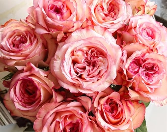 Rare Rose 'Butterfly Valley' 蝴蝶谷 Shrub Rose, 2-3gal Live Plant, Rose for Cutting, Long Vase Life, Wavy Petal Edge, Rich Pink Rose Flower